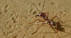 Najbrži mrav na svijetu juri 85 centimetara u sekundi